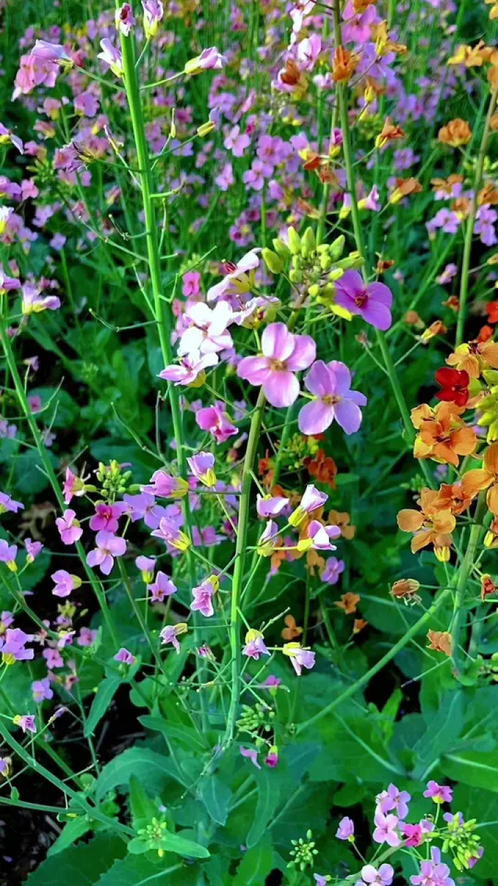 城固县文川镇毛岭的这片油菜花等你来打卡!#我的乡村生活