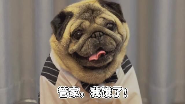 老绅士Max的精致生活#巴哥犬 #巴哥 #巴扎黑 #嬉汪家族