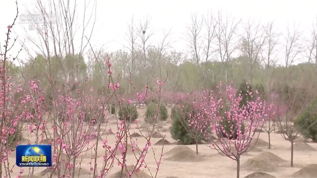 习近平参加首都义务植树活动