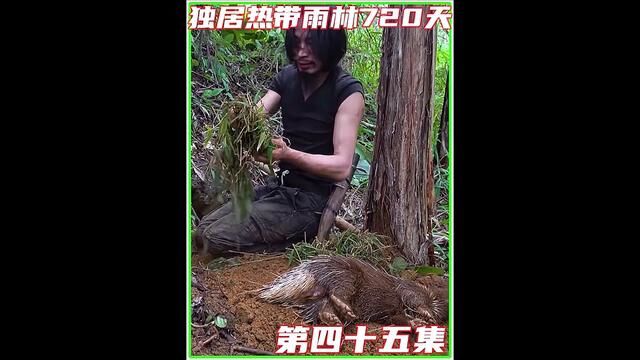 第四十五集丨荒野求生,从不缺少重头再来的勇气设置陷阱等待猎物,新鲜大牛蛙先打打牙祭#野外生活纪录片 #荒野建造 #原始技术