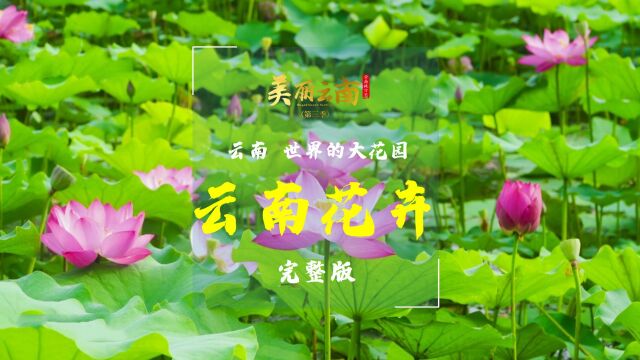 云南,世界的大花园——美物:云南花卉(完整版)|《美丽云南》(第三季)