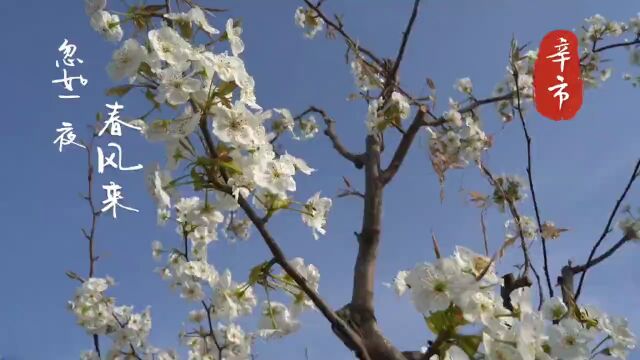 【春到高新】陌上开花春意浓