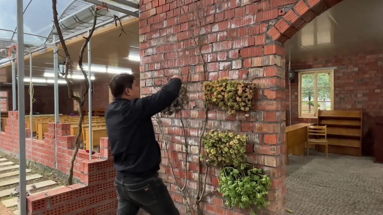 小院的红砖墙太艳了,在上面种棵多肉树,犹豫树枝要不要刷白呢