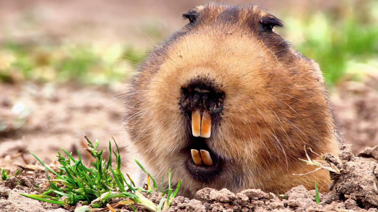 大东非鼹鼠埃塞俄比亚狼欧洲山羚头盔变色龙