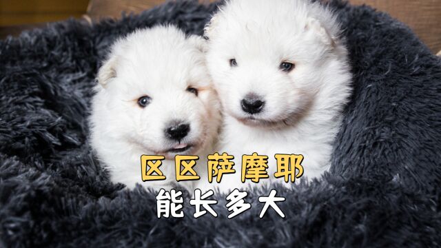 中型犬萨摩耶能长多大?原来耶耶能这么大只