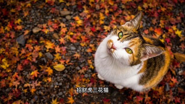 虎年特辑:中华田园猫五虎将第三弹,颜值虎狮子猫猫狮子猫中华田园猫宠物知识宠物科普