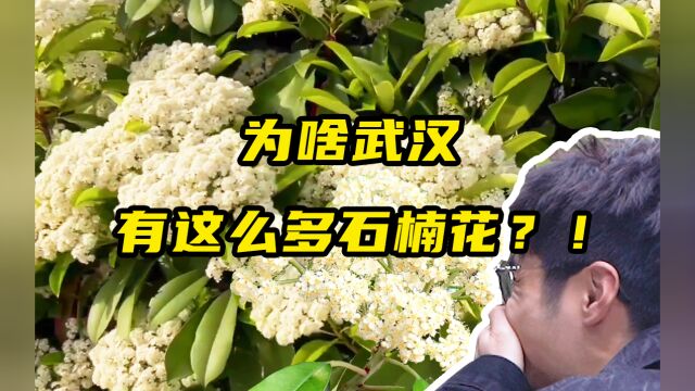 为啥武汉种了这么多石楠花?它的味道从何而来?“市花”石楠大揭秘