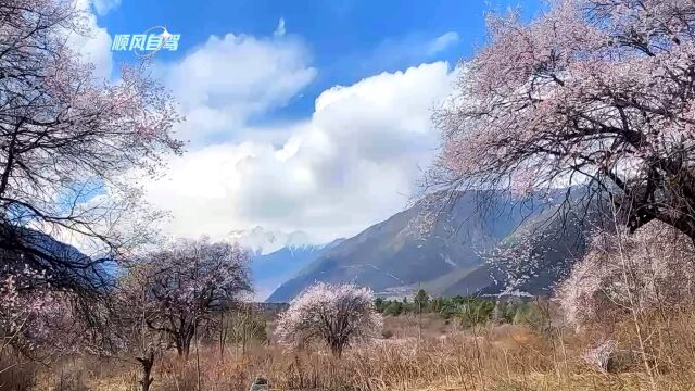 蓝天白云下的粉色桃花,雪域高原的绚丽景色