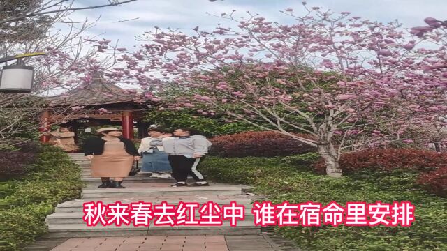 逛游麻阳长河公园紫玉兰花开时风光 追梦人【格式工厂合并竖屏时就成哈哈镜视频】【字幕音乐版】 20230325