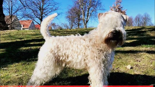 爱尔兰本土特有犬种盘点(二)爱尔兰软毛梗、凯利蓝梗、爱尔兰红白雪达犬