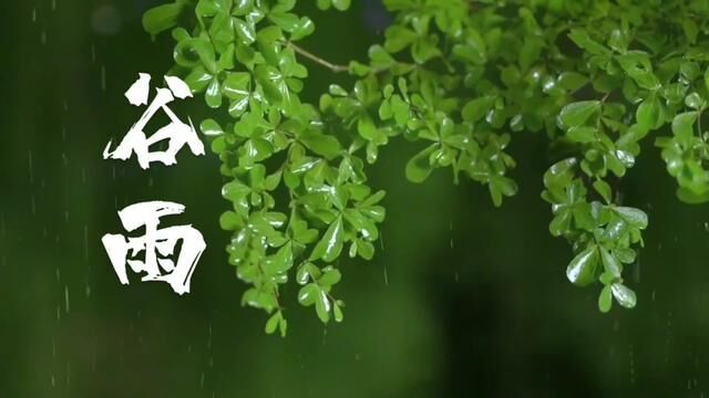 【主播说节气】雨生百谷夏将至~ 作者:闫利莎 范瑞琪#最美人间四月天 #感受大自然的气息和美景 #原阳县