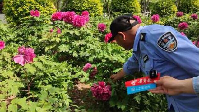 摘花折枝、踩踏花丛……铜川牡丹园:呼吁市民文明赏花