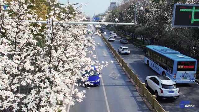 【玉兰花开春自来!】近日,襄阳西街两旁的玉兰花竞相绽放,满树花苞,争相吐芯,白色无瑕,扮靓襄阳.人们漫步树下,赏花拍照留念,享受惬意春光....