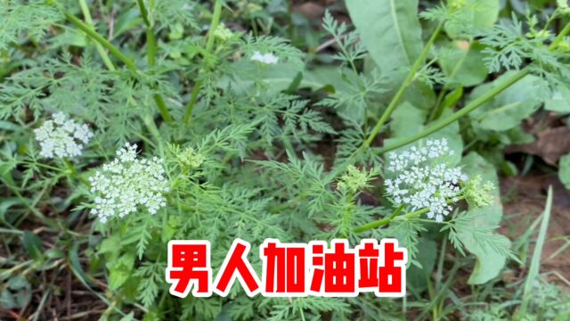 蛇床的果实称“蛇床子”,你知道它的价值吗?