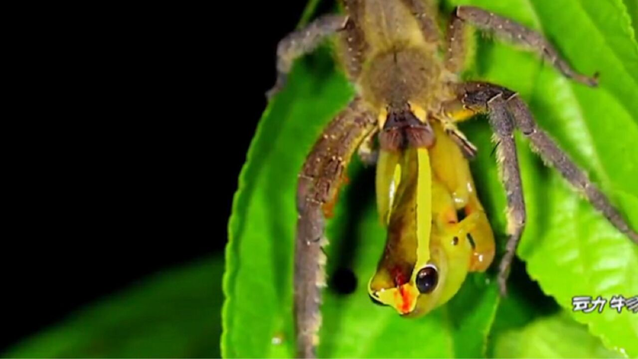 巴西游走蛛又名香蕉蜘蛛,烈性毒液足以让人类致命