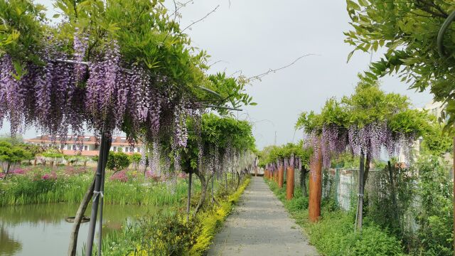 听说南通洲际梦幻岛新开张,海门人赶紧去探园,看看用15亿打造的景区到底长啥样(二)