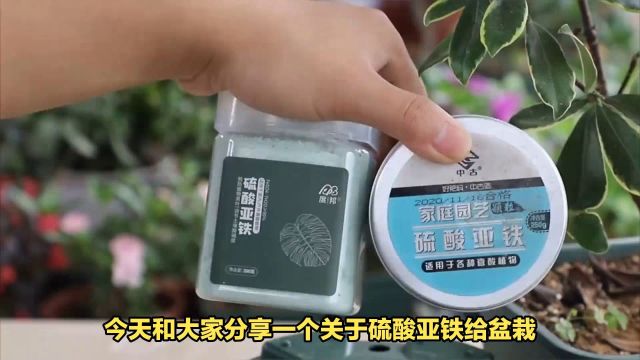 盆栽施肥必看:如何正确使用硫酸亚铁?