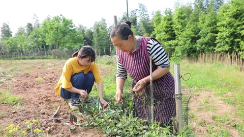 把油菜籽收割好，王思宇做一道她最拿的出手的菜：土豆花