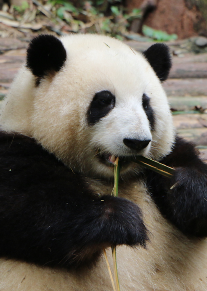 熊猫基地五一爆满,游客排队看"女明星"花花,保安:排队2小时,看熊猫3