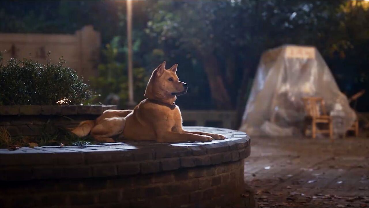 《忠犬八公》无论是开心还是感动,八筒都有看到!