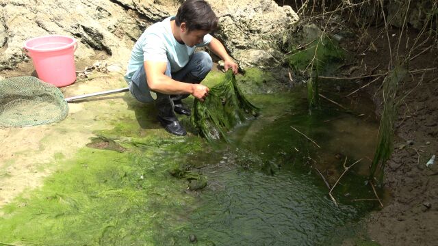 河水断流,鱼儿藏在青苔下,小伙翻开后,徒手抓鱼过瘾了