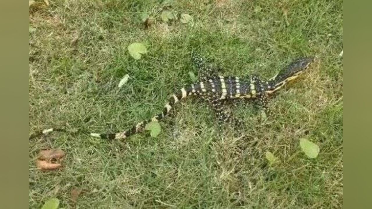 "五爪金龙"蜥蜴现身云南:其唾液含剧毒,能活150岁