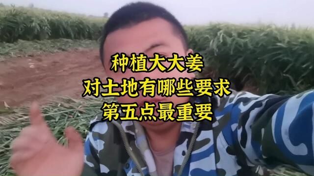 #昌邑大姜 #大姜种植技术分享 什么样的土地适合种植大姜?