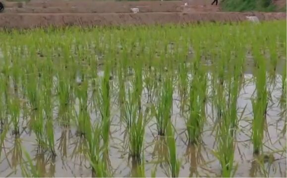 奔跑在希望的田野上ⷩ똦 ‡准农田建设,应急种植技术,补齐新建高标准农田短板