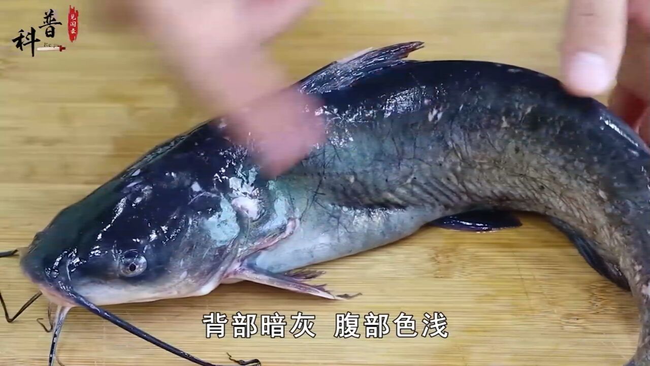 “江团鱼”是什么鱼?常被误认成鲶鱼,它比鲶鱼好吃吗?#江团鱼#科普#知识#鱼1_高清1080P在线观看平台_腾讯视频
