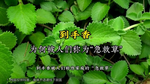 到手香,为何被人们称作“家庭急救草”?!