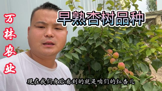 早熟杏树品种五月底就可以成熟,口感酸甜耐运输果实个头大