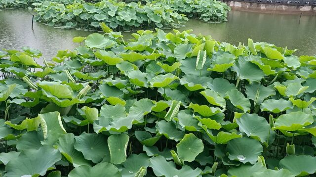 校园池塘里的雨荷