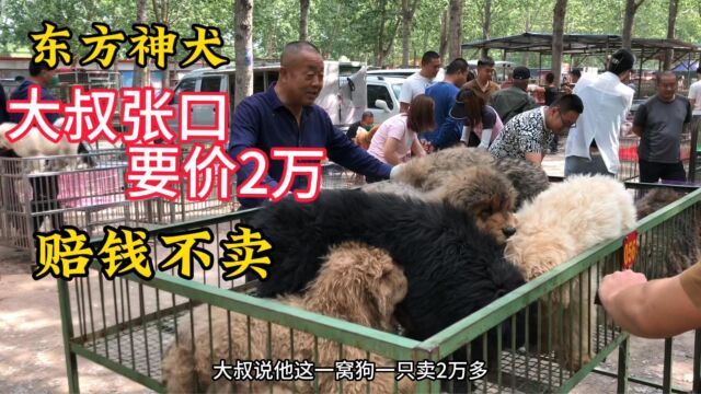 狗界的东方神犬“藏獒”曾经这狗卖过500万,现如今白给没人养