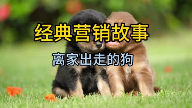 经典营销故事,离家出走的小狗狗