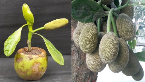 种植魔法：洋葱与椰子的黄金组合，打造你的专属菠萝蜜园！