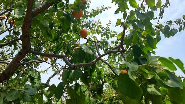 邹韵邹平的水杏熟了!