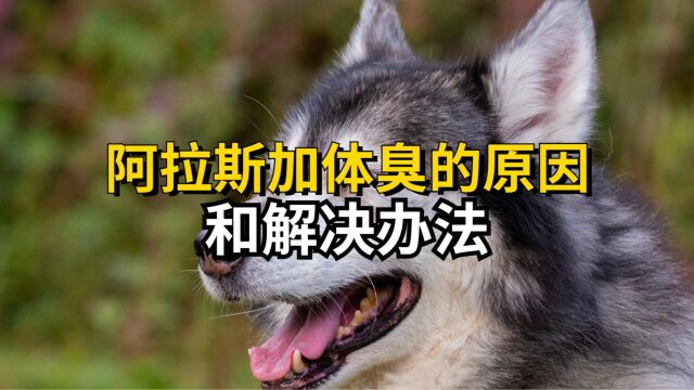 阿拉斯加犬体臭的解决办法?这4点,主人要做好