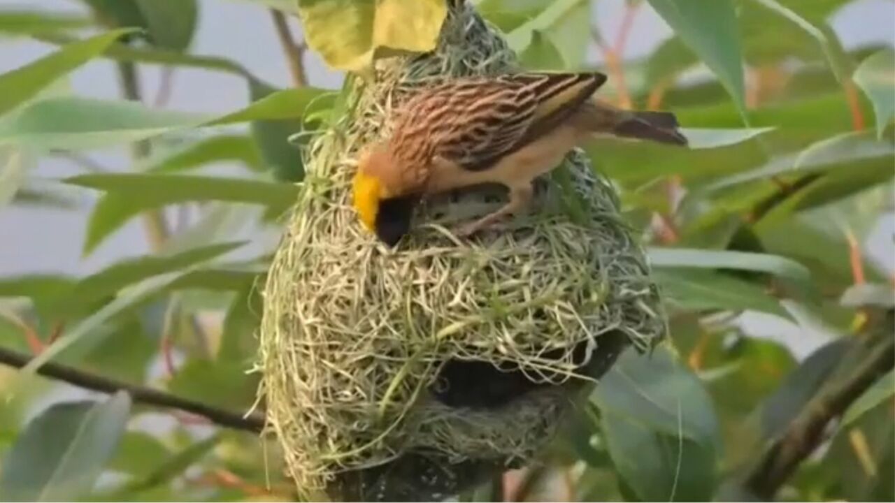 云南普洱黄胸织布鸟筑巢700余个