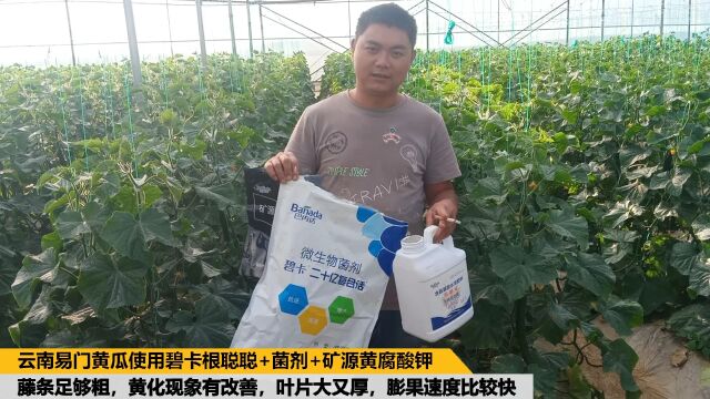 进口水溶肥云南易门黄瓜碧卡根聪聪+微生物菌剂+矿源黄腐酸后藤条粗壮,黄化现象改善,叶片肥厚