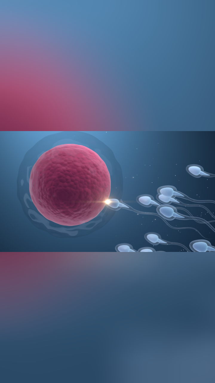 精子和卵子是怎样结合的