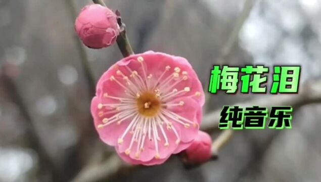 纯音乐《梅花泪》给你不一样的听觉