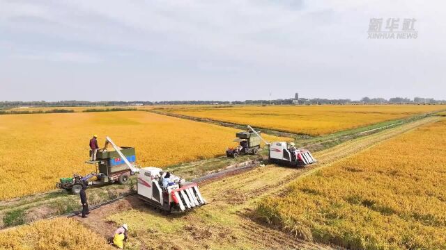 江苏秋粮收获进度超五成 粮食生产呈现“三增”态势