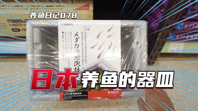 养鱼日记078:日本养青鳉鱼都用什么样的器具 鱼捞好像比国内贵