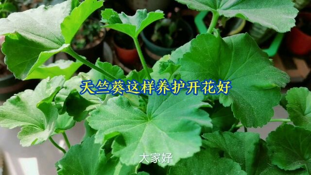 天竺葵这样养护开花好