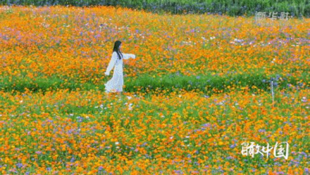 瞰中国|福建清流:花海秘境