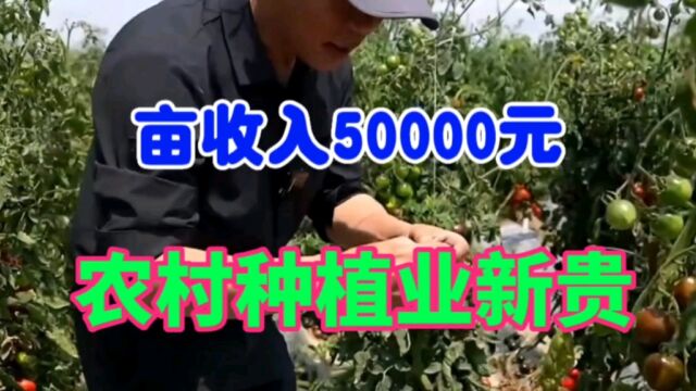 农村种植业新贵,亩产5000斤,亩利润44000元,成本低利润高