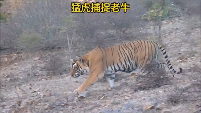 猛虎捕捉老牛,老虎与老牛搏斗