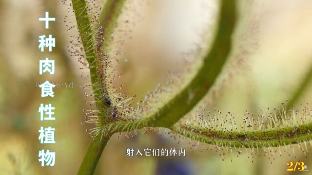 十种肉食性植物:它们可爱的外表下隐藏着一颗野兽的心第二季