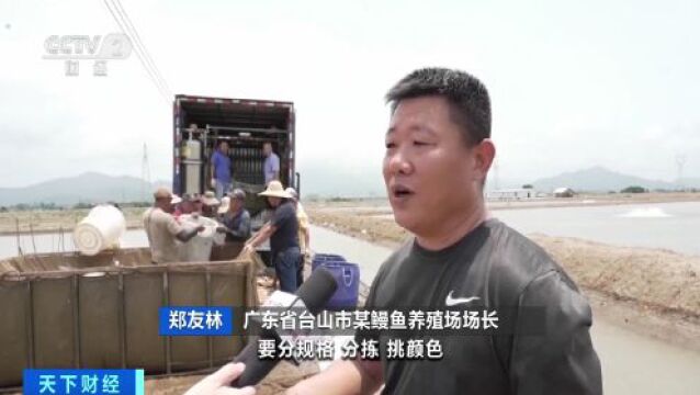 这种“国际范儿”的广东鱼卖爆了