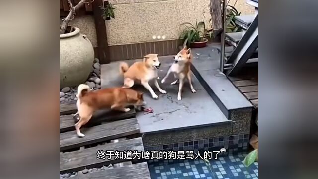 真的狗 原来是这么来的 #